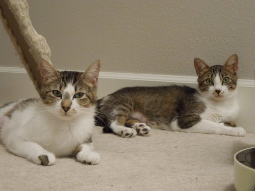 Muffin & Croissant