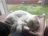 LOUIS - Offered by Owner