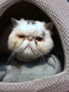 LOUIS - Offered by Owner