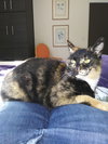 CICI - Offered by Owner