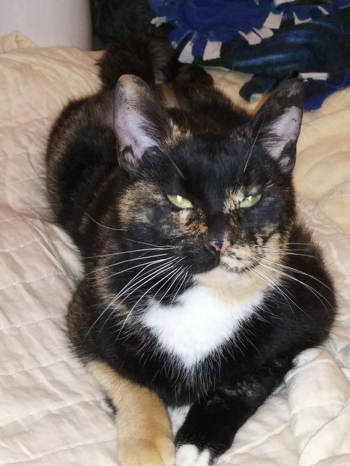 CICI - Offered by Owner