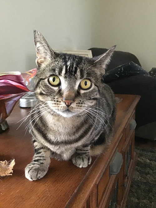 MAYA - Offered by Owner