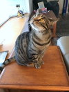 MAYA - Offered by Owner