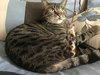 MAYA - Offered by Owner