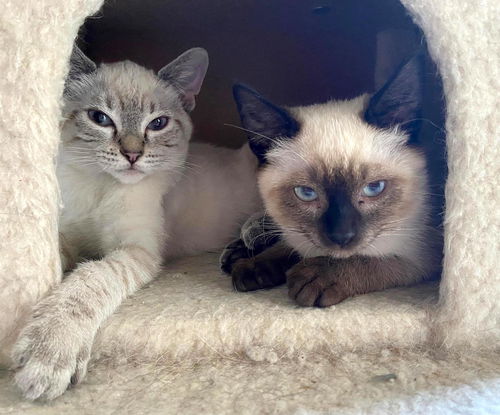LILA and SKIPPY - Bonded Pair