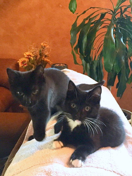 KODA and JOJO - Sister kittens