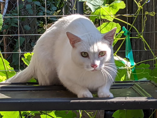 SPRING - White Beauty needs safe home