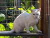 SPRING - White Beauty needs safe home