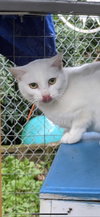 SPRING - White Beauty needs safe home