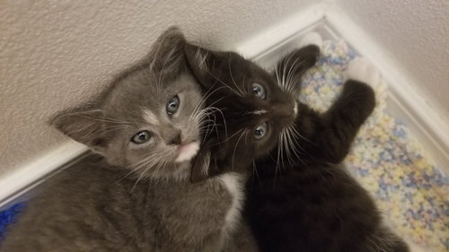 CHARLIE & SAWYER - Brother Pair