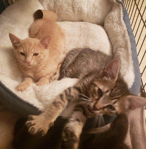 RUGER &  GUNNER - Bonded Brothers