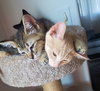 RUGER &  GUNNER - Bonded Brothers