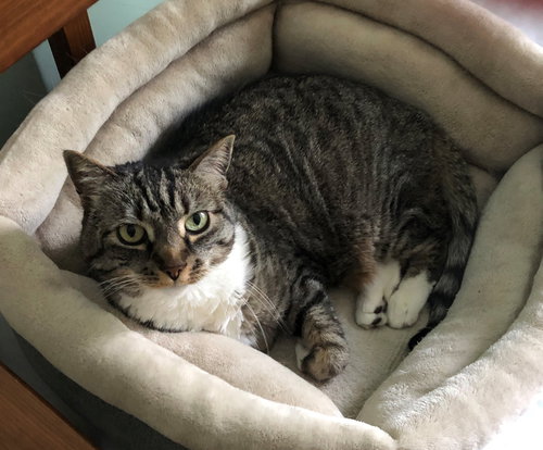 MITTENS - Offered by Owner