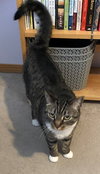 MITTENS - Offered by Owner