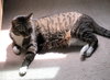MITTENS - Offered by Owner
