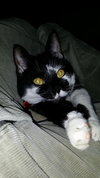 PIXIE - Offered by Owner