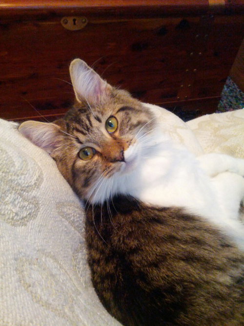 PHOEBE - Offered by Owner