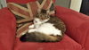 PHOEBE - Offered by Owner