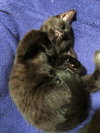 TOULOUSE (girl)