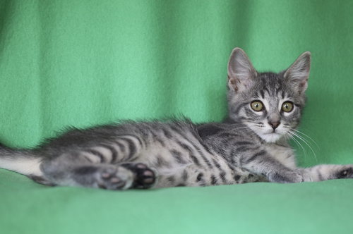 Mo