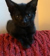 PUCK (and siblings Deimos and Io)