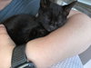 PUCK (and siblings Deimos and Io)