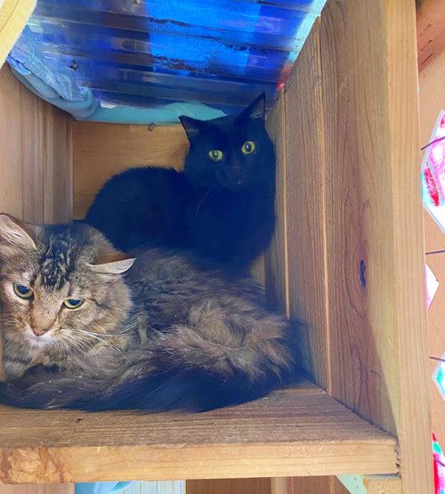LUKE & LAURA - Outside barn, mousers!
