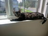 JASMINE (Bengal Mix)