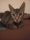 JASMINE (Bengal Mix)