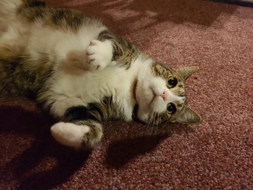 PRECIOUS - Offered by Owner