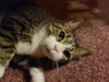 PRECIOUS - Offered by Owner