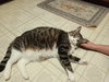PRECIOUS - Offered by Owner