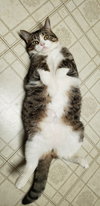 PRECIOUS - Offered by Owner