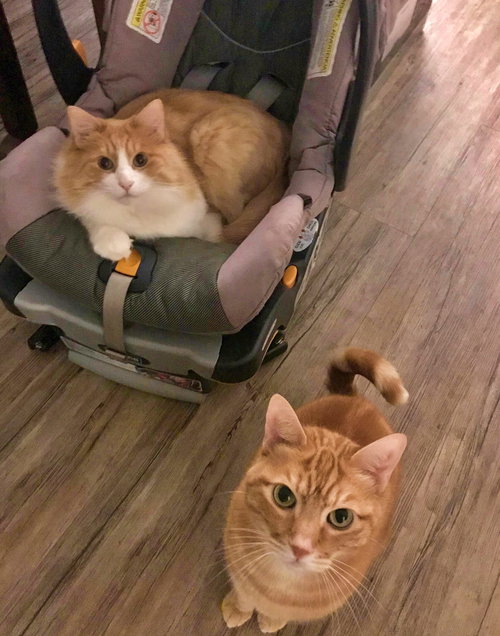 COPPER & TOD - Bonded Brothers