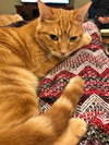 COPPER & TOD - Bonded Brothers