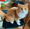 COPPER & TOD - Bonded Brothers