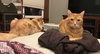 COPPER & TOD - Bonded Brothers