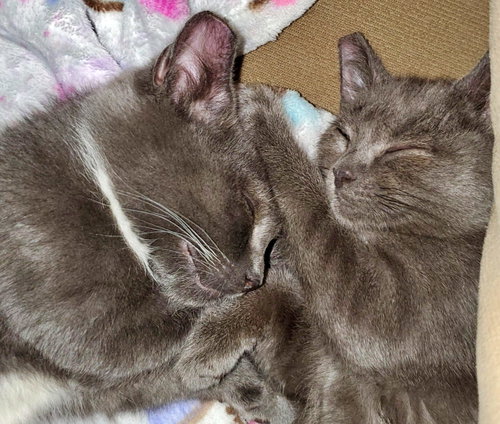 ASHLEY & JASON - Offered by Owner kitten PAIR