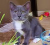 ASHLEY & JASON - Offered by Owner kitten PAIR
