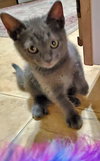 ASHLEY & JASON - Offered by Owner kitten PAIR