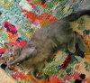 ASHLEY & JASON - Offered by Owner kitten PAIR