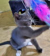 ASHLEY & JASON - Offered by Owner kitten PAIR