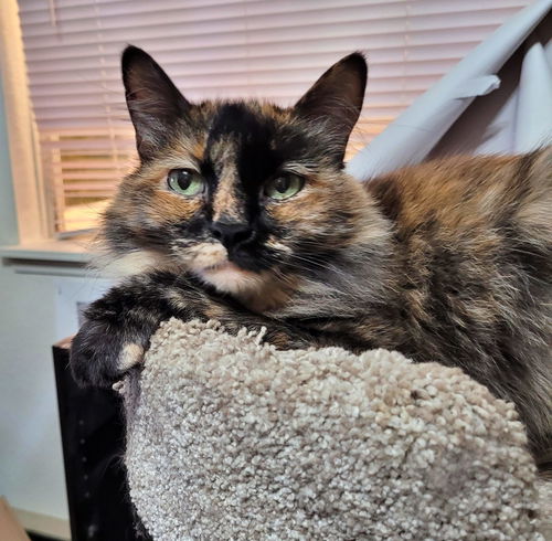 KRITTER - Offered by Owner - Senior Gal