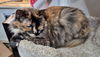 KRITTER - Offered by Owner - Senior Gal