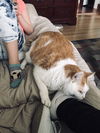 KITTY - Offered by Owner - Senior