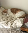 KITTY - Offered by Owner - Senior
