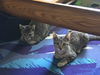 Jett Jaxon & Joey Bear kittens