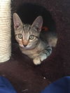 Jett Jaxon & Joey Bear kittens