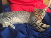 Jett Jaxon & Joey Bear kittens
