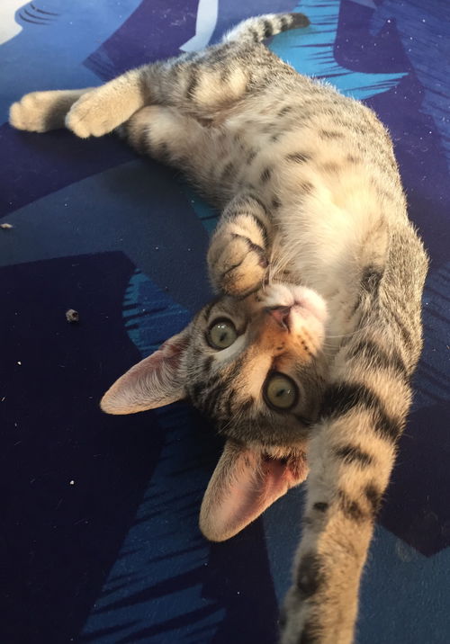 Jett Jaxon & Joey Bear kittens